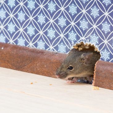 mouse chewing through a wall