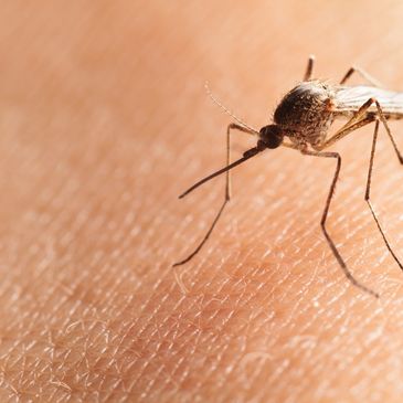 Mosquito on human skin about to have a blood meal.