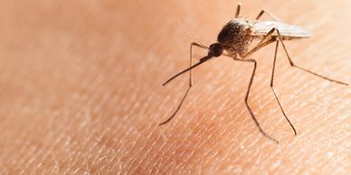 Mosquito Spray Hayward Wisconsin Mosquito elimination mosquito control mosquito mosquito gone