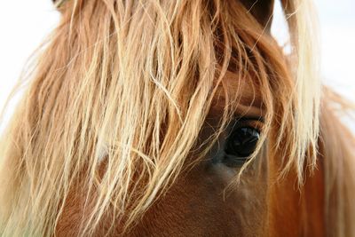 close up of a horse's forelock