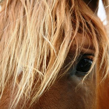 Sorrel horse with a flaxen mane. Its forelock covers one eye. the other is soft and inviting.