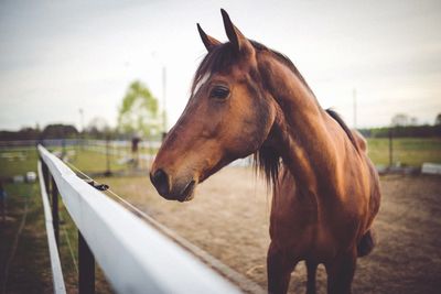 horse colic symptoms