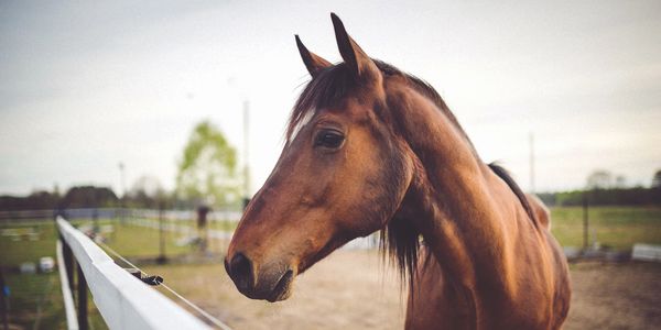 Brown Horse in a field,
Animal communication, Animal Reiki, Nova Scotia, NS, Dartmouth