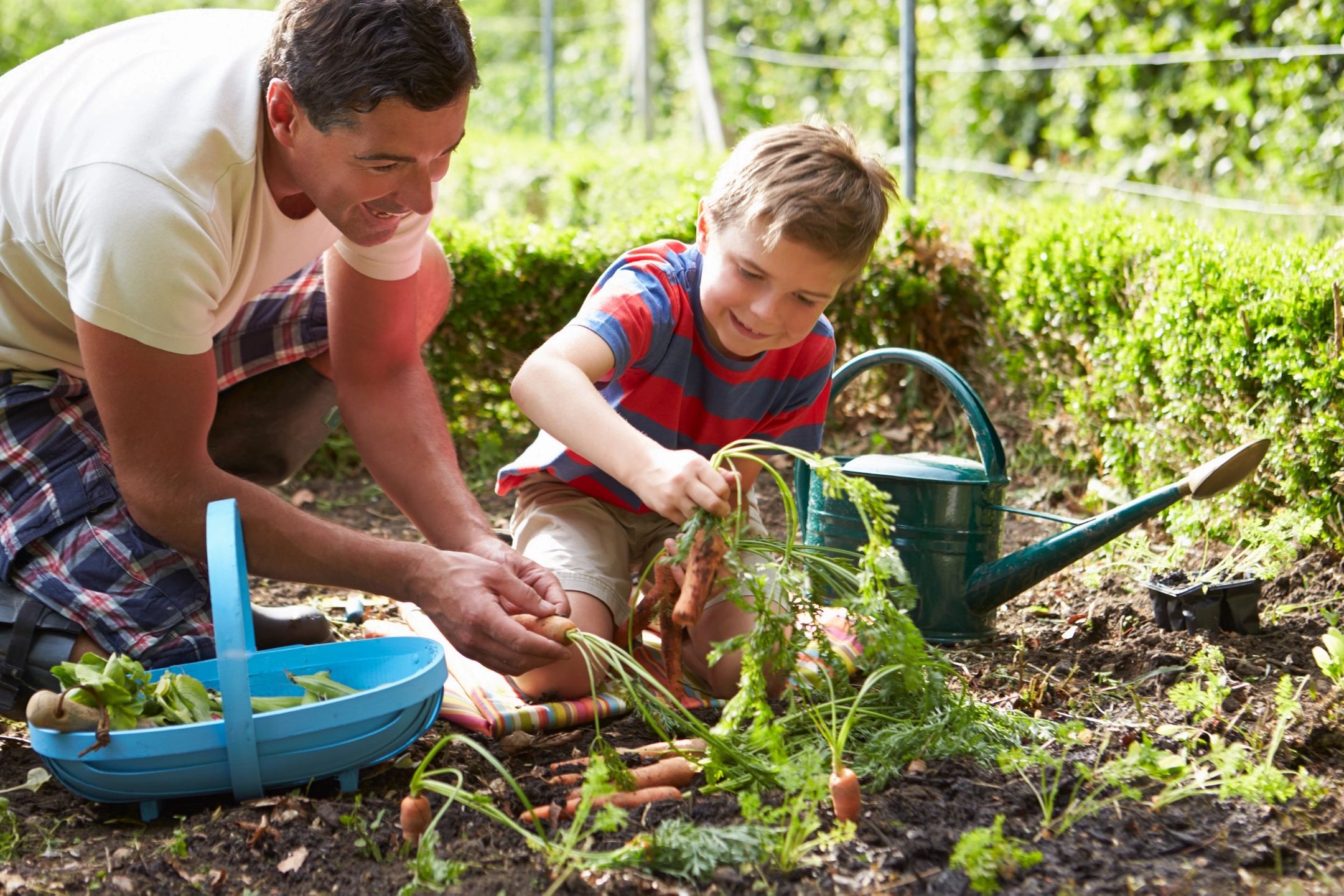 Father and son harvesting carrots in a garden