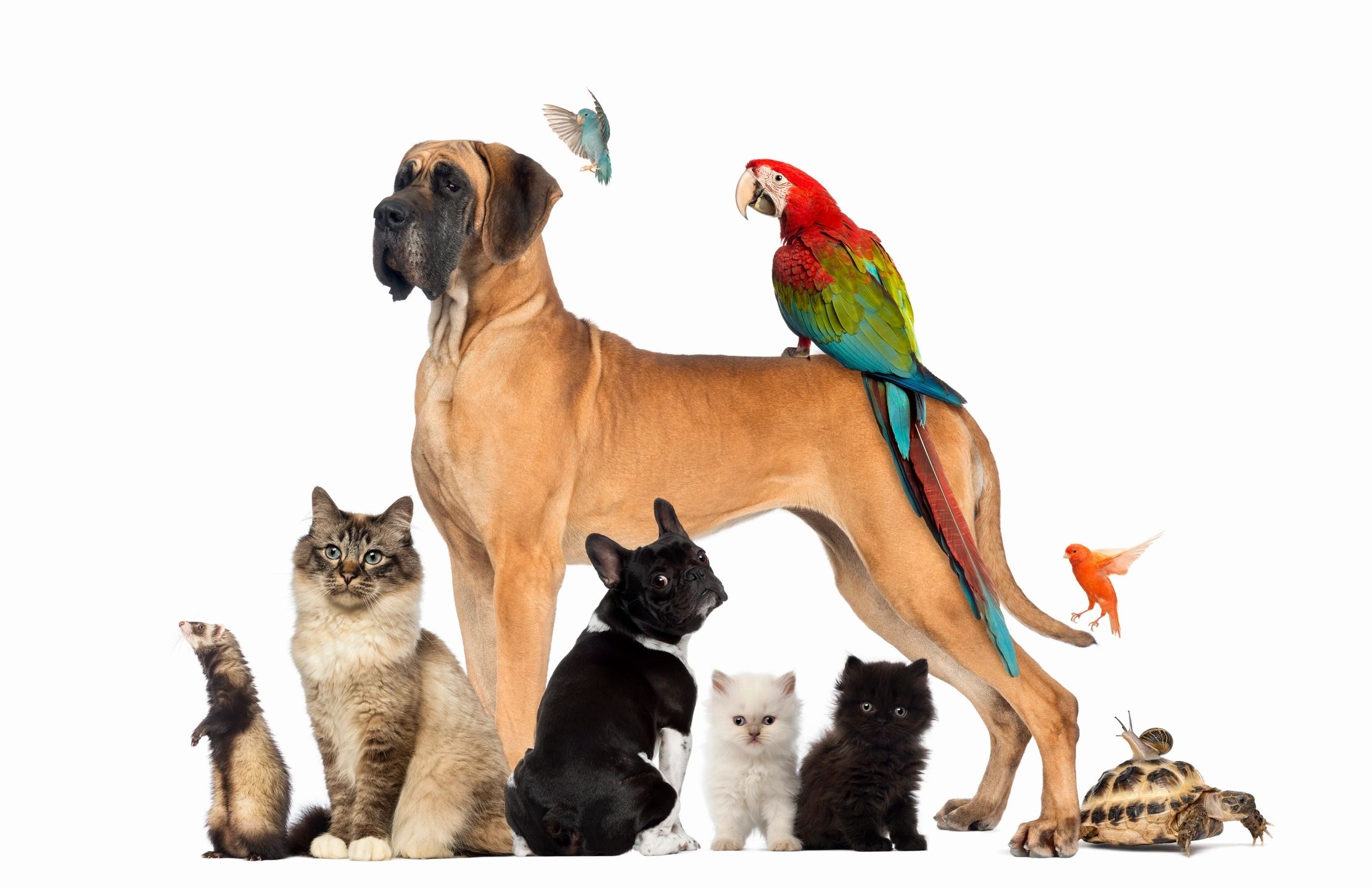 We offer services for dogs, cats, horses, rabbits, birds, guinea pigs, ferrets, hamsters, and more! 