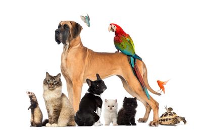 A Great Dane, a parrot, a  hummingbird, a ferret, a cat, a French bulldog, a tortoise, a rag doll