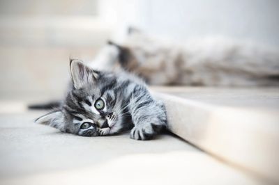 Black and gray kitten laying on the floor with its front paw extended. 