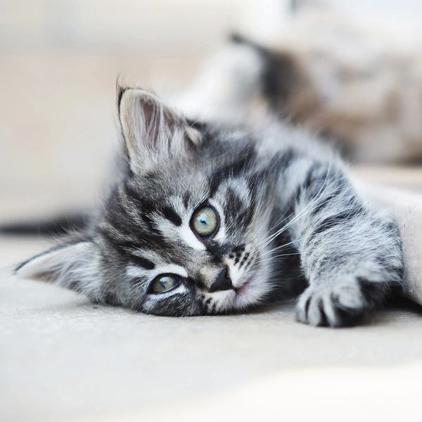 Kitten resting