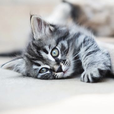 Kitten Resting