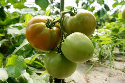 unripe tomatoes on a vine