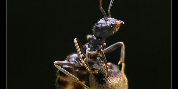 Ant on a seed