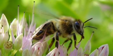 Honey bee, gathering pollen