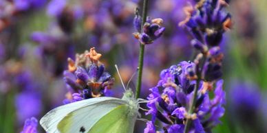 The lavender plant is one of the most widely used essential oils