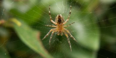Pest control treatments include the treatment of spiders as well as the use of spider web brushes