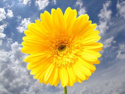 Sunflower under sky