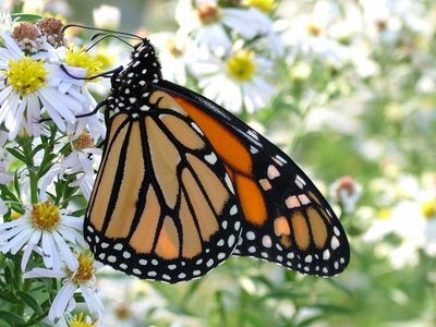 Monarch butterfly on white flowers.