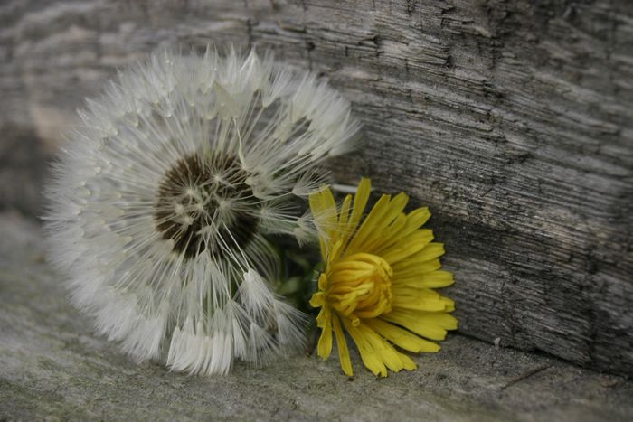 Dandelion seed head, and dandelion flower.