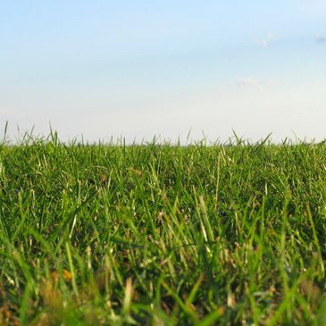 Green Grass in a field 