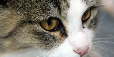 Your cat thinks you'd look good in a ZenCat t-shirt