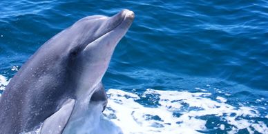 Our dolphin friends! Take a dolphin tour with us!