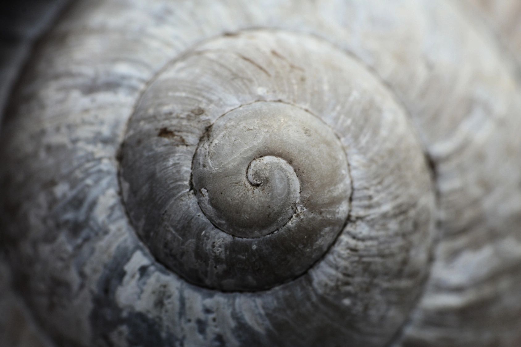 A spiral shell with grey and blue coloring 