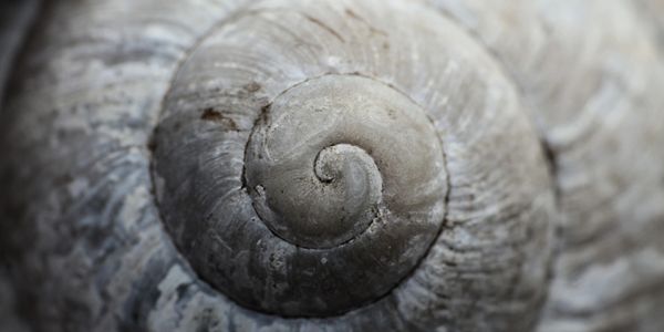 A shell spiral 