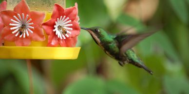 Hummingbirds are amazingly adapted pollinators, and they play an important role