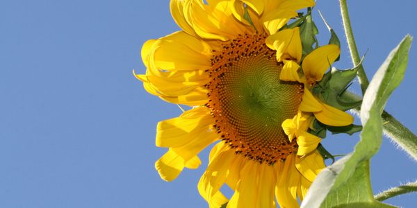 Sunflowers are Inspiring