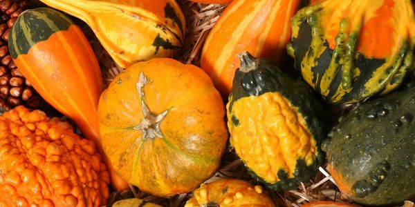 pumpkin health energy squash benefits