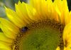 Fields of Sunflowers are great for those doves! Sunflowers are just one of the many types of Seeds we can help plant.