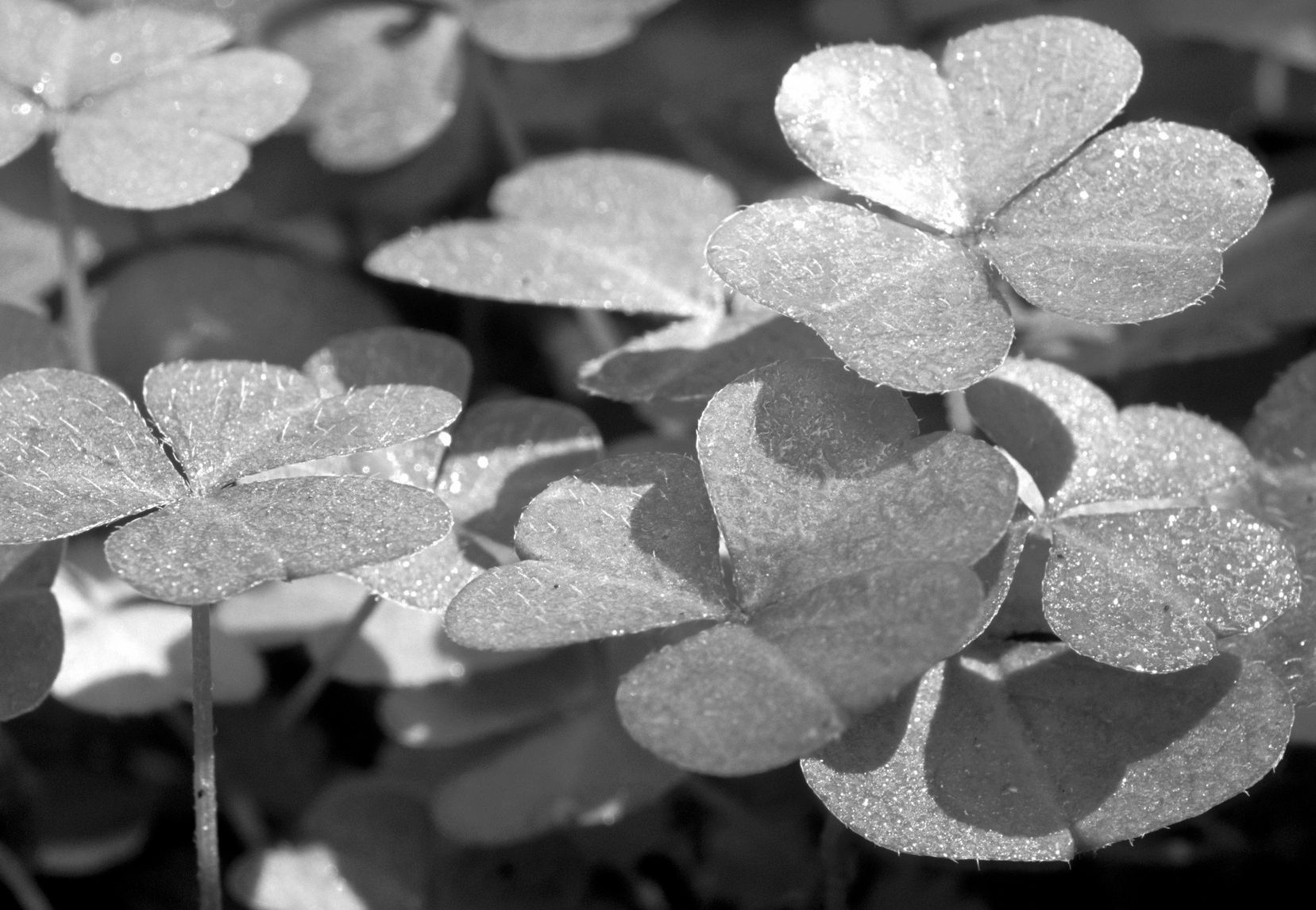 Clover Leaf Properties, LLC