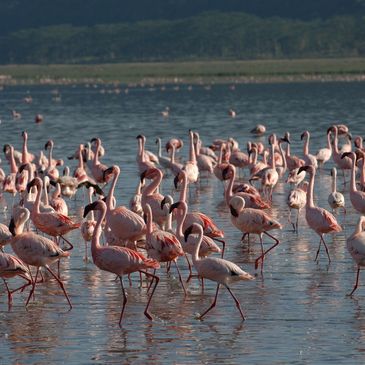 Seasonal flamingos on the lake