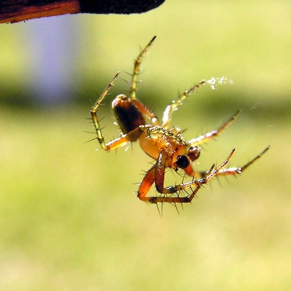 There are as many different breeds of spiders, from the lethally poisonous spiders to the simply cre