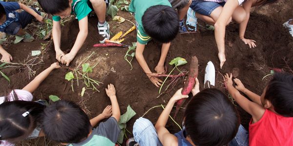 Photograph of children gardening sweet potatoes.
