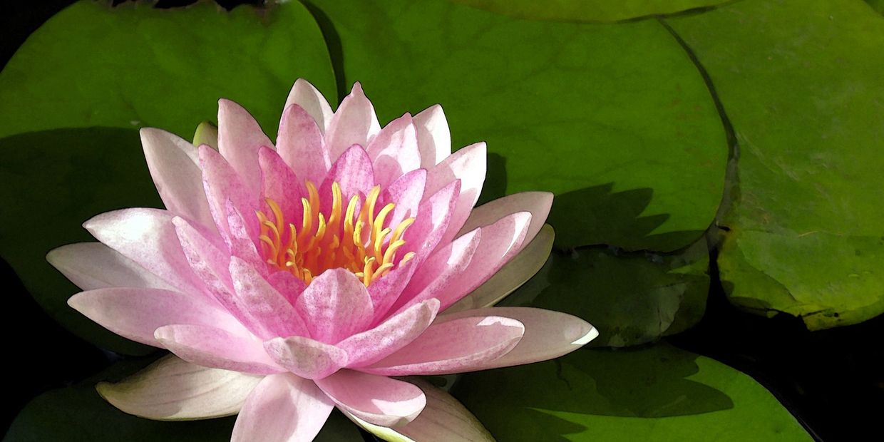 Lotus flower for resilience and wellbeing 