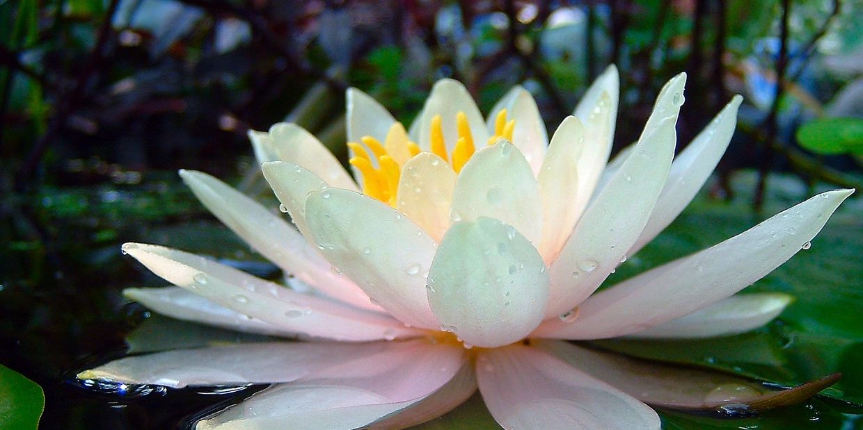 white lotus flower on green lily pad