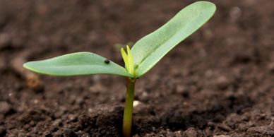 Yoder Lawn Fertilization and Weed Control Program