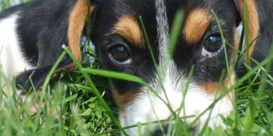 puppy posing in the grass