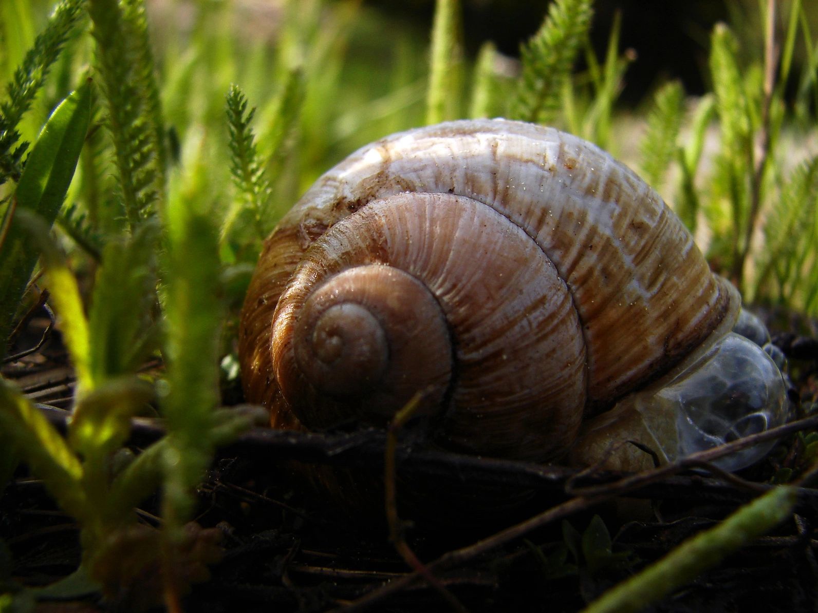 Exclusive Escargot Irish Snail Farm, Videos of Snail Farm Exclusive