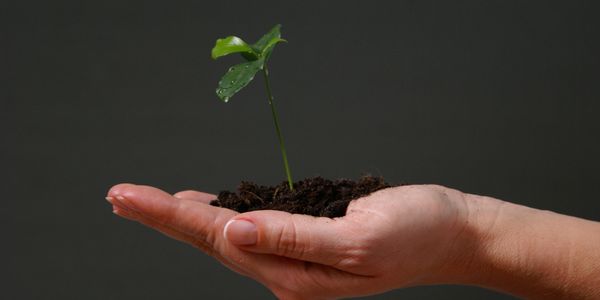 A hand holding a pile of dirt with a little plant growing in it. 