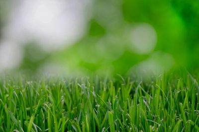 stock image of grass