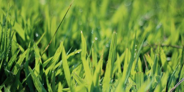 Stock Image grass