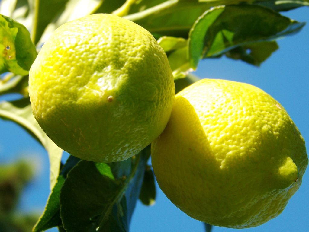 Lemons juicy 
