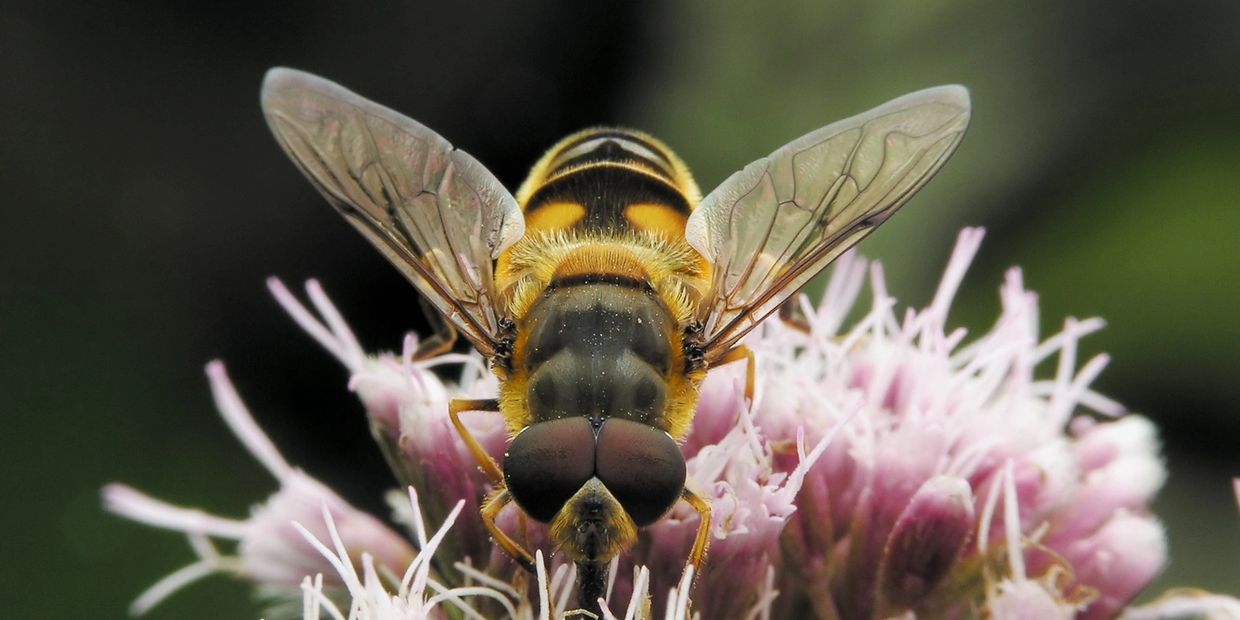 Bee on top of flower pollen