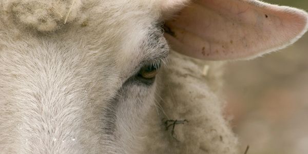 close up picture of a sheep