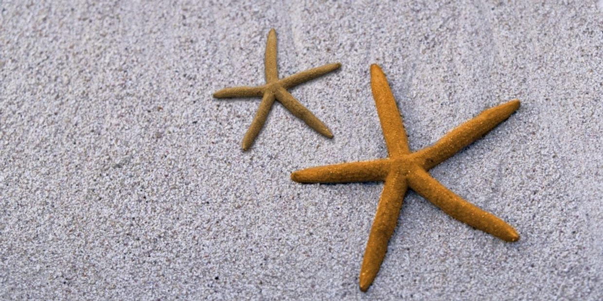 Two starfish on the sand at the beach near the ocean