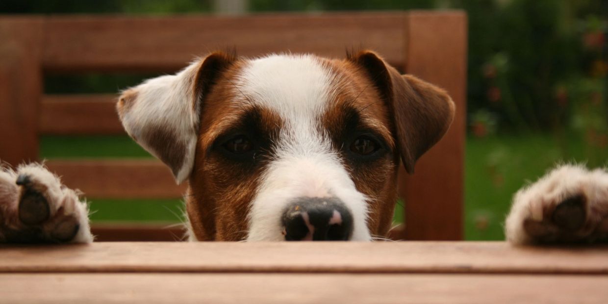 Jack Russell Terrier for sale Arkansas