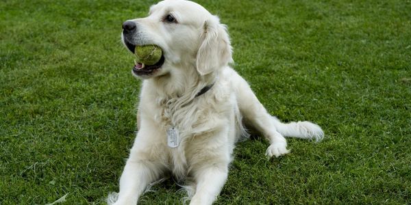 Golden with Ball
