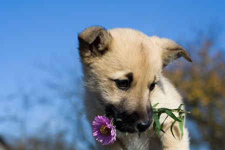 Blond shepherd mix puppy holding a flower sideways by the stem in its mouth.