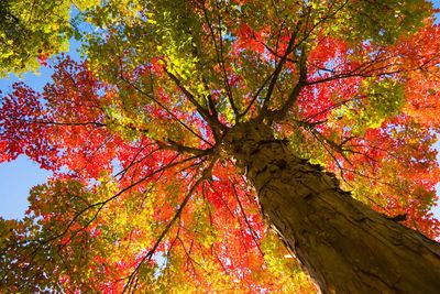 Photograph looking up into a tree's fall colors.